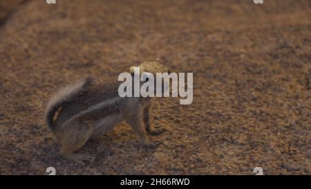 Écureuil d'antilope à queue blanche mangeant des fleurs dans le parc national de Joshua Tree. Banque D'Images