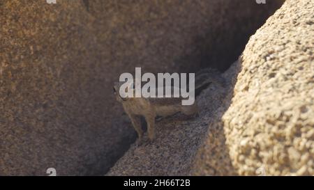 Écureuil d'antilope à queue blanche mangeant des fleurs dans le parc national de Joshua Tree. Banque D'Images