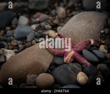 Petite étoile de mer échouée sur la plage de galets irlandaise. Banque D'Images