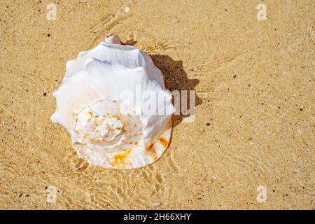 Une grande coquille dans le sable et l'eau sur la plage.Macro gros plan.Photo de haute qualité. Banque D'Images