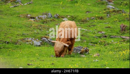 Les vaches de bovins des Highlands se broutent lors D'Un pré d'été. Scottish Cattle Breed Walking in Meadow en été Banque D'Images