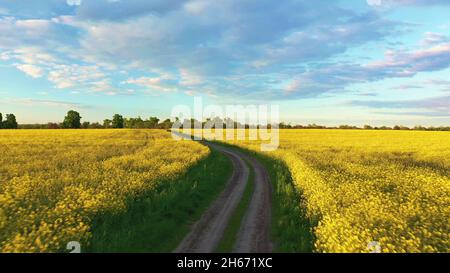 Vue aérienne en 4K du paysage agricole avec colza en fleurs, oléagineux en campagne au printemps.Fleur de fleurs jaunes de canola Banque D'Images