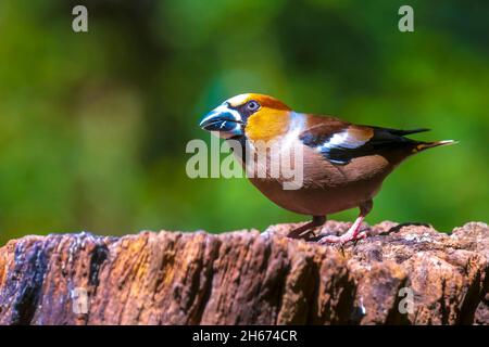Libre d'un homme oiseau Coccothraustes coccothraustes hawfinch perché dans une forêt. Focus sélectif et naturelle du soleil Banque D'Images