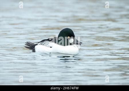 Portrait gros plan d'un homme de l'oeil-de-rouge commun Bucephala clangula nageant sur la surface de l'eau sur un lac. Banque D'Images