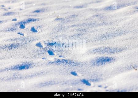 Empreintes d'animaux dans la neige, froid hiver de chasse concept. Banque D'Images