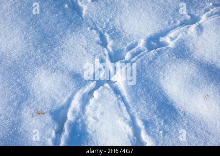 Empreintes d'animaux dans la neige, froid hiver de chasse concept. Banque D'Images