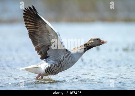 Gros plan de l'oie des graylag, Anser Anser, en vol contre un ciel bleu Banque D'Images