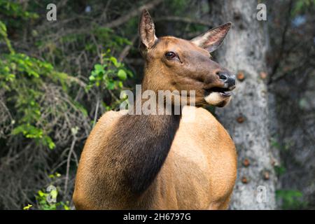 Elk femelle regardant la caméra avec la bouche partiellement ouverte.Arbres vert foncé en arrière-plan.Fermer la récolte en ligne droite Banque D'Images