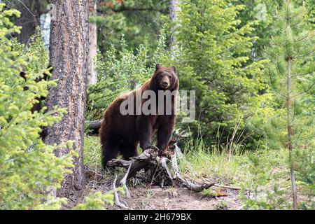 Maman ours noir cannelle regarder la caméra tandis que le cub monte l'arbre à côté d'elle.Entouré d'arbres, herbe verte Banque D'Images