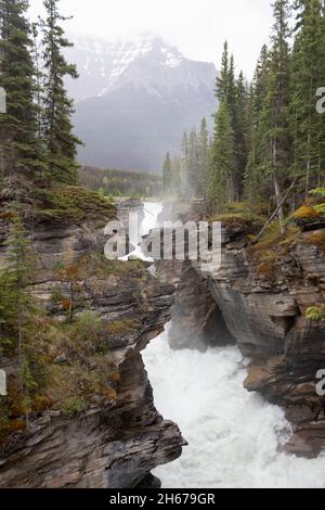 Chutes d'Athabasca chute d'eau le long de la rivière, eau qui coule et qui se précipite à travers le canyon rocheux, arbres et montagnes visibles.Vaporiser de l'eau qui se précipite Banque D'Images