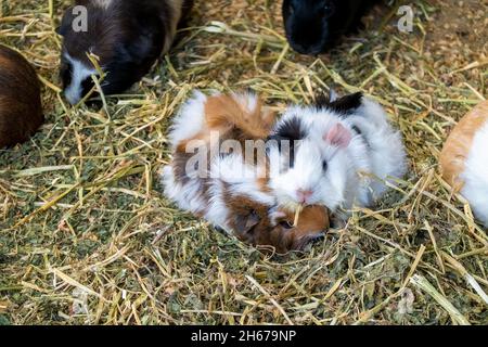 Les cobayes mignons (cavy) nichent ensemble dans une trappe remplie de paille Banque D'Images