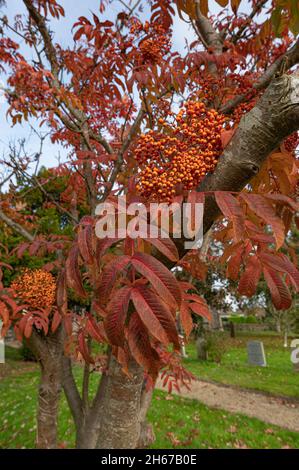 Ash de montagne ou aucuparia de Sorbus avec des baies d'orange vif qui poussent dans un triage de l'église du Norfolk du Nord en automne. Banque D'Images