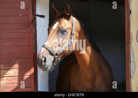 Beau jeune cheval debout dans la porte stable.Un jeune garçon de race qui regarde par la porte de la grange.Cheval de course derrière une clôture en bois brun à l'animal rural f Banque D'Images