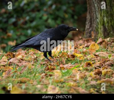 Un corbeau de près sur un cimetière à Jena en été, espace de copie Banque D'Images