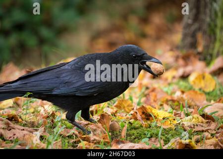 Un corbeau de près sur un cimetière à Jena en été, espace de copie Banque D'Images