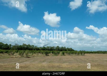 Des rangées de caféiers sur une plantation avec un moulin à sucre en arrière-plan et un ciel bleu nuageux au-dessus Banque D'Images