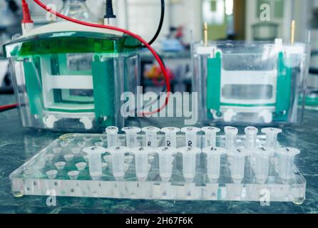 Les petits tubes à essai sont disposés en deux rangées dans un portoir de laboratoire, en arrière-plan est un instrument pour analyser des échantillons à partir de tubes à essai, un analyseur Banque D'Images