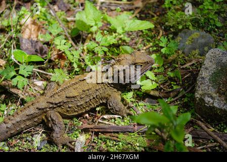 Un rare lézard néo-zélandais, Tuatara, dans le Bush Banque D'Images