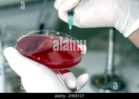 agar medio de cultivo de laboratorio clínico microbiología Banque D'Images