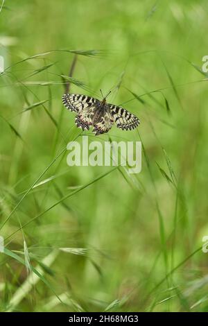 La faune macro photo de la Southern Festoon Zerynthia polyxena Banque D'Images