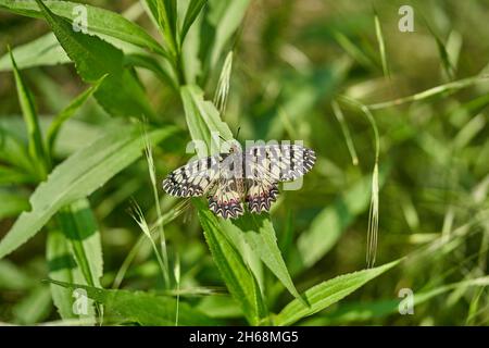 La faune macro photo de la Southern Festoon Zerynthia polyxena Banque D'Images