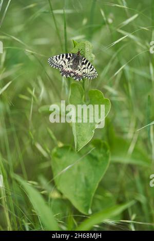 La faune macro photo de la Southern Festoon Zerynthia polyxena Banque D'Images