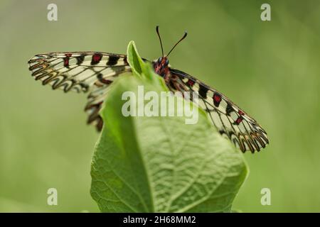 La faune macro photo de la Southern Festoon Zerynthia polyxena Banque D'Images