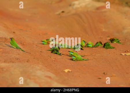 Un groupe de mangeurs d'abeilles vertes asiatiques ou de petits mangeurs d'abeilles vertes (Merops orientalis) baignent de poussière sur une piste à travers le parc national de Bandhavgarh, en Inde Banque D'Images