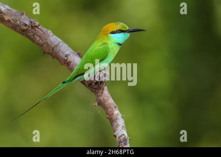 Un mangeur d'abeilles vert asiatique adulte ou un petit mangeur d'abeilles vert (Merops orientalis) perché sur une branche ouverte au Sri Lanka Banque D'Images