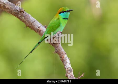 Un mangeur d'abeilles vert asiatique adulte ou un petit mangeur d'abeilles vert (Merops orientalis) perché sur une branche ouverte au Sri Lanka Banque D'Images