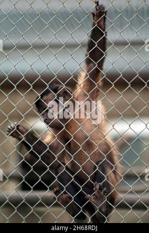 un petit singe accroché à une clôture dans le zoo, en été Banque D'Images