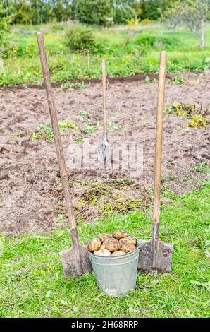 Récolte des pommes de terre biologiques dans un seau en métal et pelle dans le potager par beau temps.Pomme de terre récoltée dans la plantation Banque D'Images