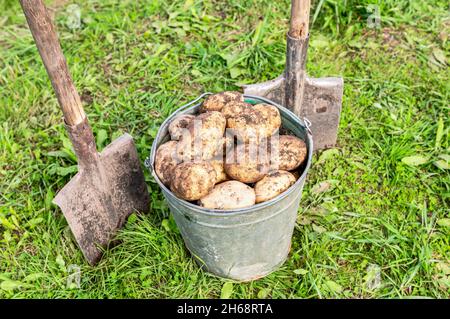 Récolte des pommes de terre biologiques dans un seau en métal et pelle dans le potager par beau temps.Pomme de terre récoltée dans la plantation Banque D'Images