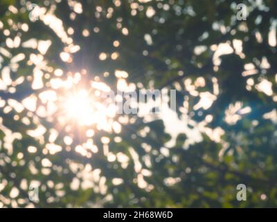 Résumé flou vert nature fond avec bokeh, lumière du soleil naturelle, vue de sous l'arbre.L'arrière-plan vert flou laisse le bokeh hors de la mise au point Banque D'Images