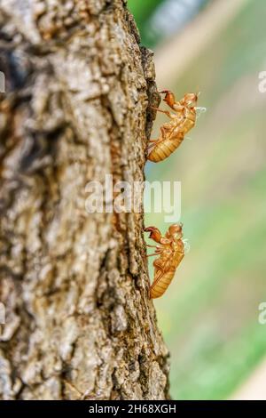 La cicada se tache sur les arbres dans un fond de nature. Banque D'Images