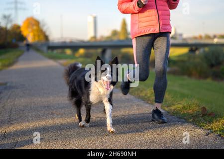 Joyeux petit chien noir et blanc Border Collie en profitant d'une course en soirée avec sa propriétaire le long d'un sentier rural dans une vue à angle bas Banque D'Images