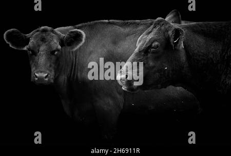 Gros plan de deux vaches Angus noires isolées sur fond noir Banque D'Images