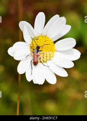 Le longicorne Anastrangalia sanguinolenta sur une fleur blanche Banque D'Images