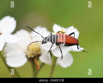 Le longicorne Anastrangalia sanguinolenta sur une fleur blanche Banque D'Images