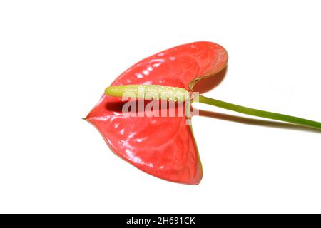 Feuille rouge et fleur de la fleur de flamango Anthurium sp. Isolée sur fond blanc Banque D'Images