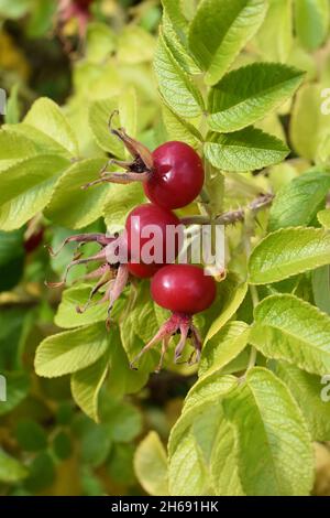 Hanches roses rouges mûres sur une plante de rosa Banque D'Images
