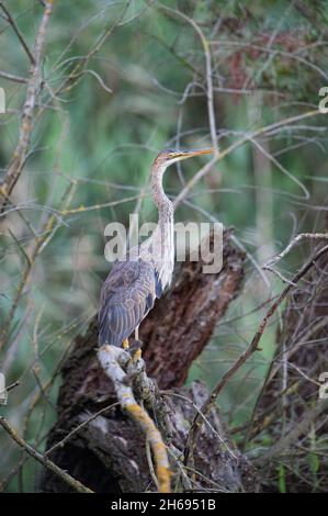 PERSANO - ITALIE - juillet 11 - Héron violet ( Ardea purpurea ).Juillet 11.2011 - photo de Nicola Ianuale Banque D'Images