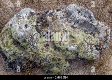 Lichen sur une roche dans les formations rocheuses de Pobiti Kamani appelé Stone Desert en Bulgarie Banque D'Images