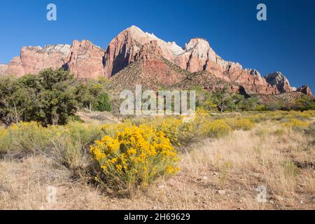 Parc national de Zion, Utah, États-Unis.Vue depuis le sentier Pa'rus Trail à travers la brosse du désert jusqu'à la sentinelle et les Tours de la Vierge, en automne. Banque D'Images