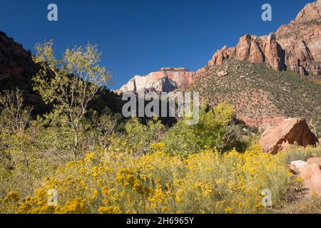 Parc national de Zion, Utah, États-Unis.Vue sur le Temple Ouest depuis la colline au-dessus de Pine Creek, automne, pinceau de désert coloré en premier plan. Banque D'Images