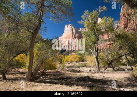 Parc national de Zion, Utah, États-Unis.Vue sur les forêts arides défrichement jusqu'à Abraham Peak dans la Cour des Patriarches, automne. Banque D'Images