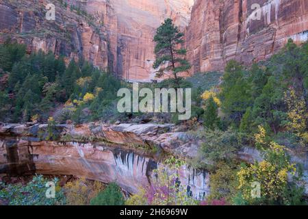 Parc national de Zion, Utah, États-Unis.Eau en cascade sur des falaises striées de la forêt à côté de l'Emerald pools Trail, en automne. Banque D'Images
