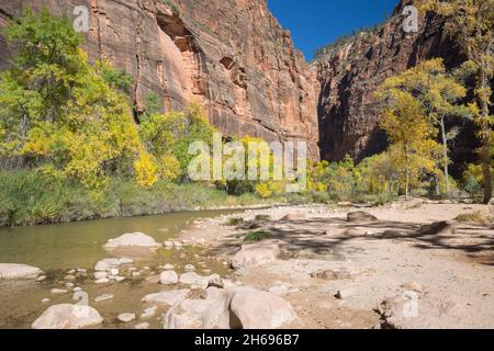 Parc national de Zion, Utah, États-Unis.Vue sur la paisible rivière Virgin jusqu'aux imposantes falaises de grès du temple de Sinawava, en automne. Banque D'Images