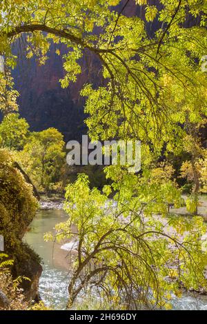 Parc national de Zion, Utah, États-Unis.Feuillages rétroéclairés surplombant la rivière Virgin dans le temple de Sinawava, en automne. Banque D'Images