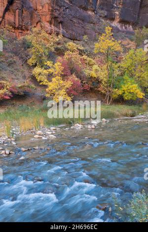 Parc national de Zion, Utah, États-Unis.Vue sur la rivière Virgin jusqu'aux arbres colorés au pied des falaises du temple de Sinawava, en automne. Banque D'Images